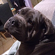 Sahel participe au concours pour gagner de l'argent avec cette photo : dog, canine, pet, gray_fur, close_up, indoor, couch, blanket, home, furniture, relaxed, animal, portrait, looking_back, ears, floor, tile, domestic, companion, cozy