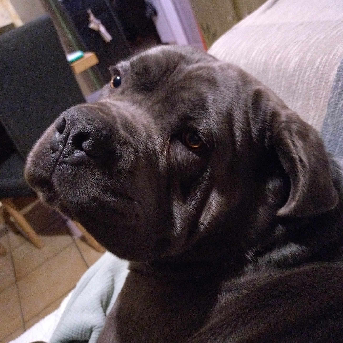 Sahel participe au concours pour gagner de l'argent avec cette photo : dog, canine, pet, gray_fur, close_up, indoor, couch, blanket, home, furniture, relaxed, animal, portrait, looking_back, ears, floor, tile, domestic, companion, cozy