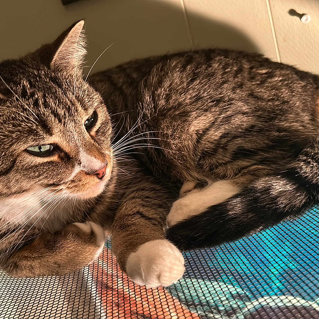 Kitkat is registered to the contest to win money with this photo: abyssinian, angora, animal, cat, citrusfruit, couch, food, fruit, furniture, hardwood, kitten, manx, person, pet, plant, produce, sleeping, wood
