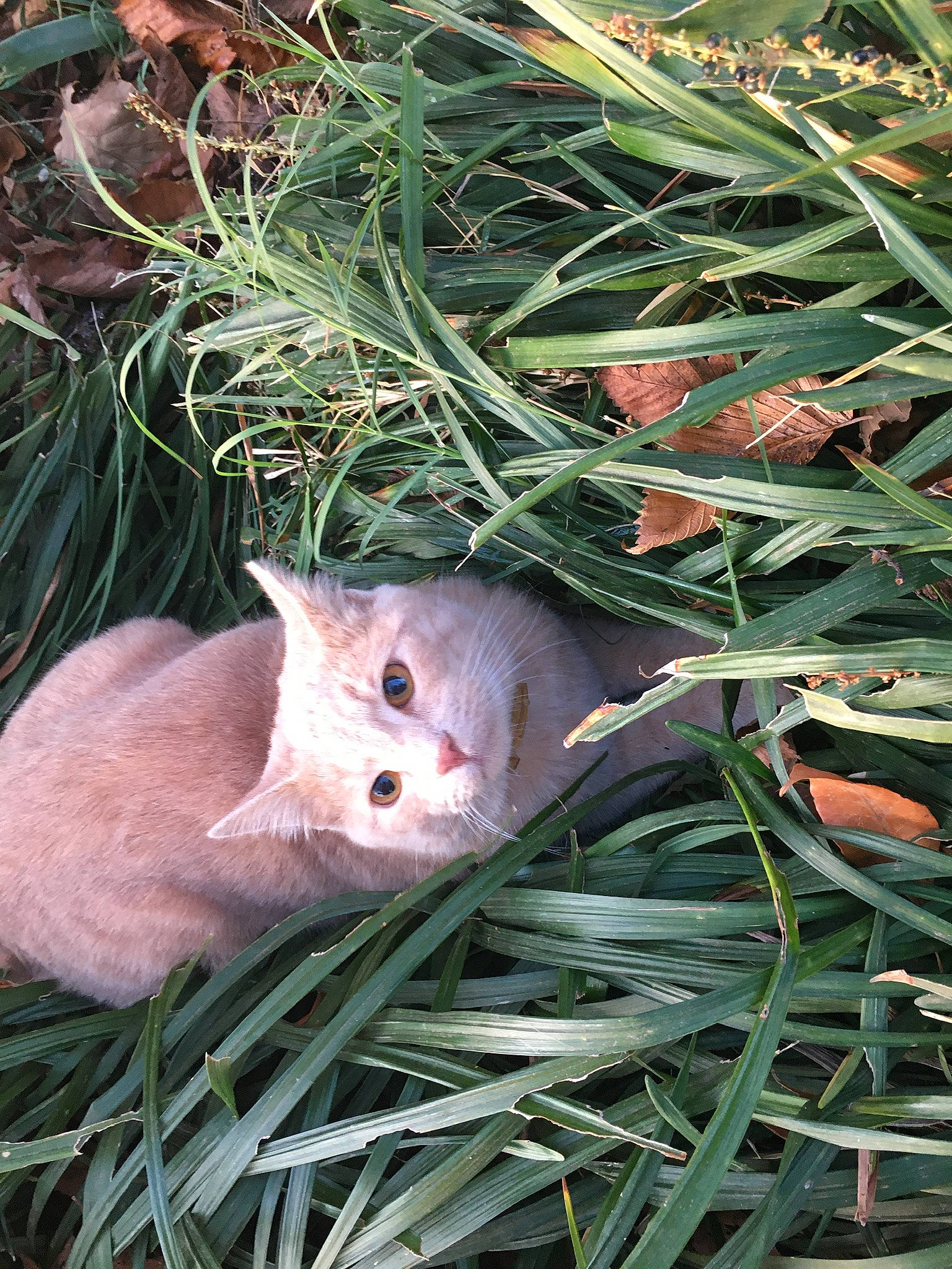 Milo is registered to the contest to win money with this photo: carnivore, cat, domestic_short_haired_cat, fawn, felidae, flowering_plant, fur, grass, grass_family, mouse, plant, plant_stem, small_to_medium_sized_cats, snout, tail, terrestrial_animal, terrestrial_plant, twig, whiskers, wildlife