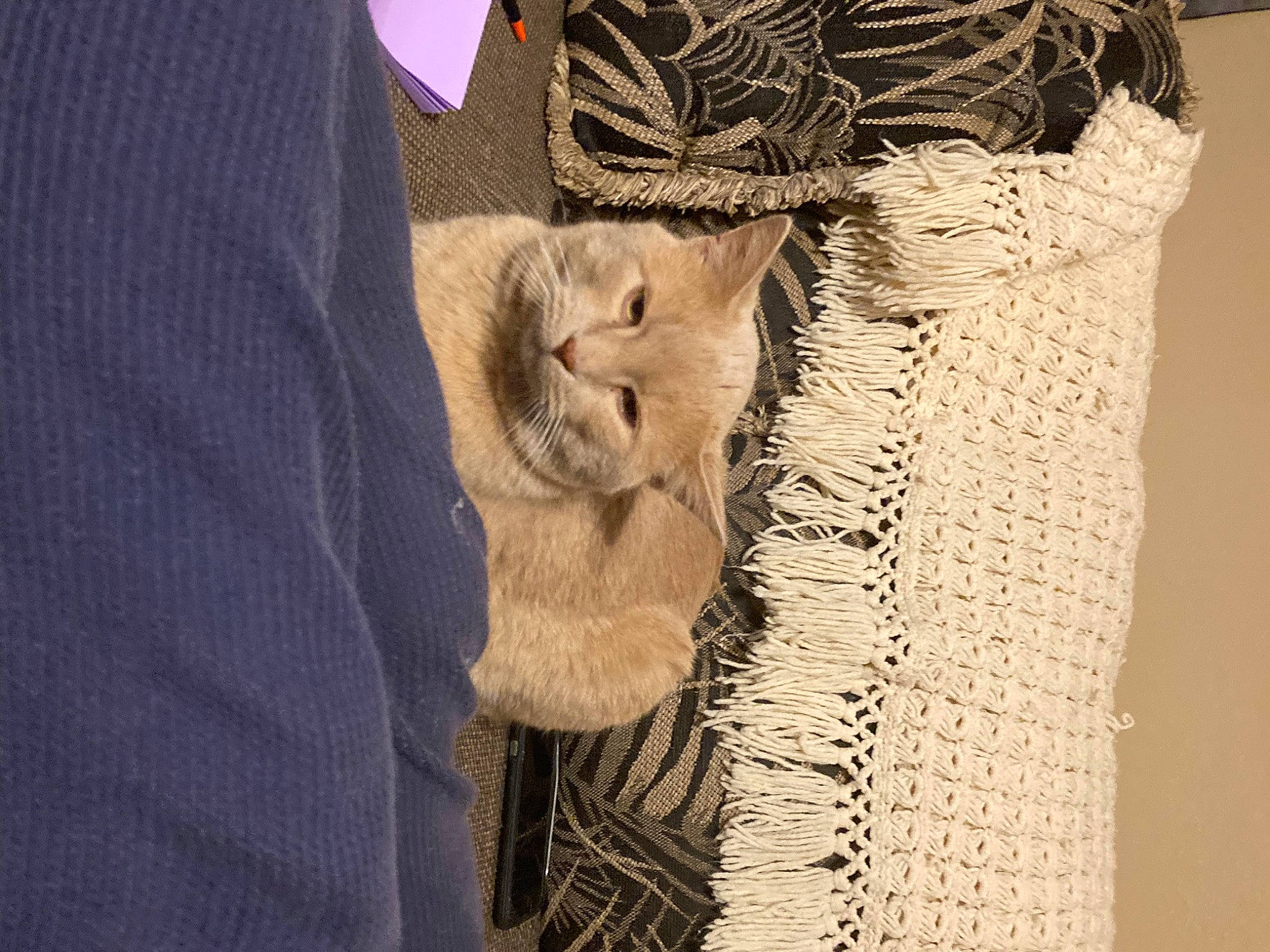 Milo joined the competition — help win amazing prizes! carnivore, cat, domestic_short_haired_cat, fawn, felidae, flooring, fur, linens, pattern, plant, shadow, small_to_medium_sized_cats, snout, tail, textile, tree, whiskers, wildlife, wood, wool