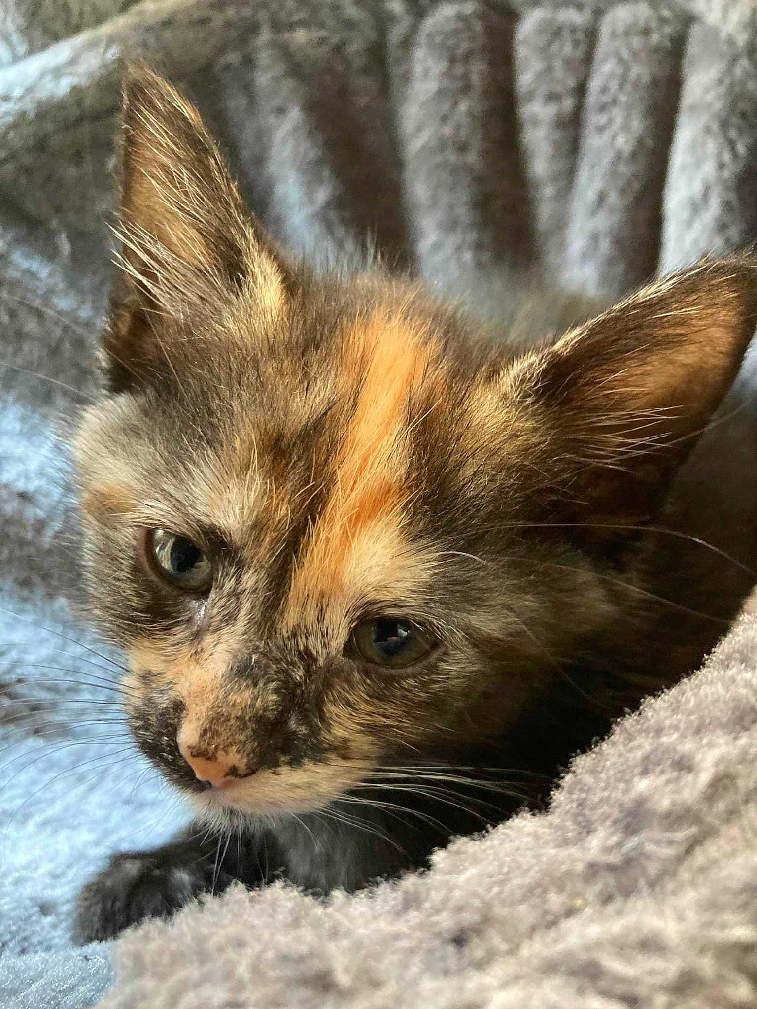 Suni is registered to the contest to win money with this photo: carnivore, cat, claw, close_up, domestic_short_haired_cat, fawn, felidae, fur, nap, paw, small_to_medium_sized_cats, snout, snow, tail, terrestrial_animal, whiskers, wildlife, window