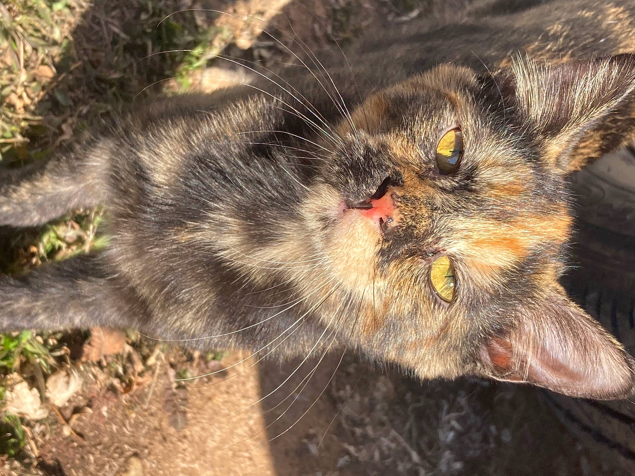 Suni is registered to the contest to win money with this photo: carnivore, cat, claw, domestic_short_haired_cat, eye, felidae, fur, grass, paw, plant, small_to_medium_sized_cats, snout, soil, tail, terrestrial_animal, tree, whiskers, wildlife