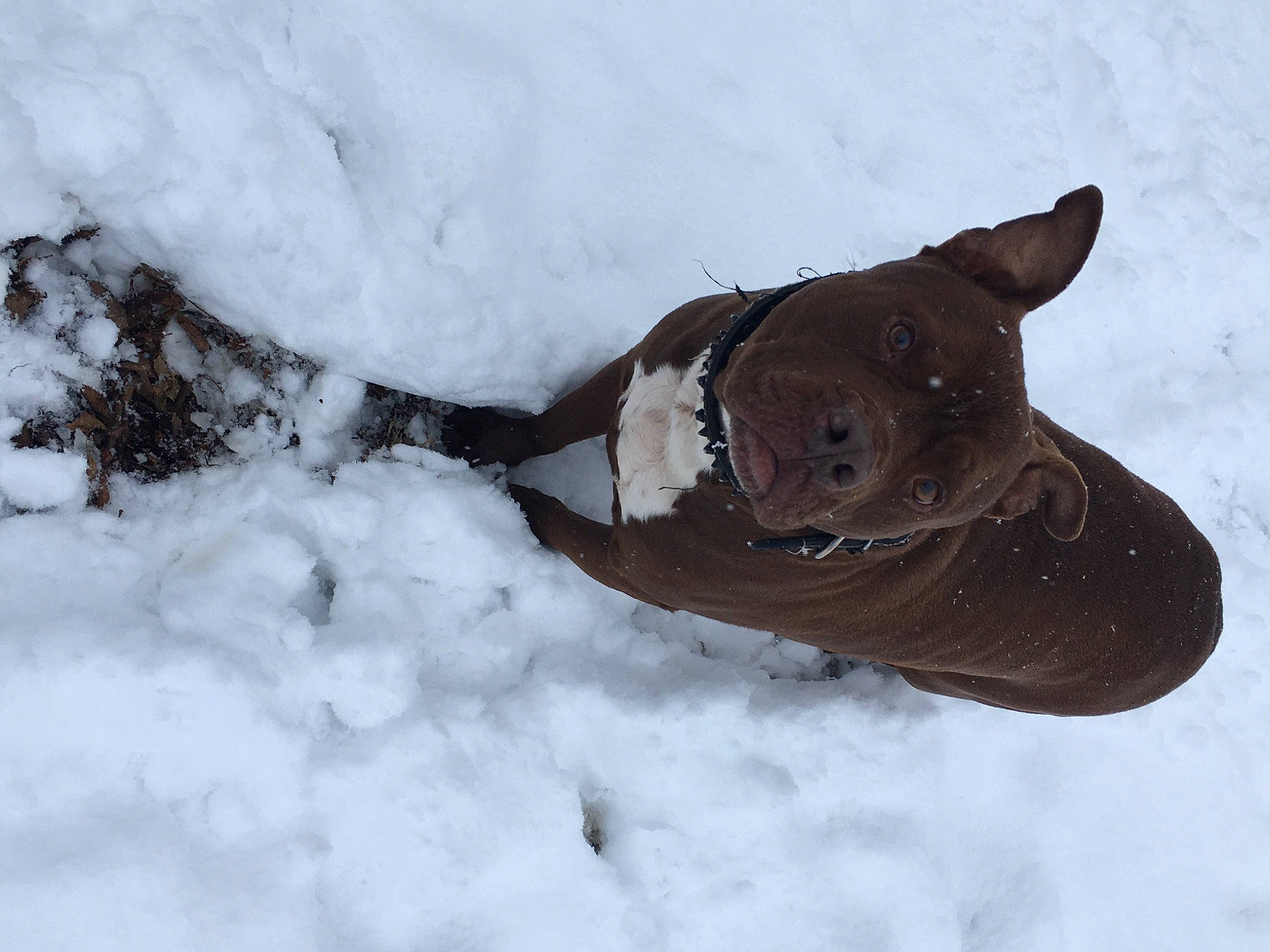 Bruiser joined the competition — help win amazing prizes! boot, canidae, dog_breed, event, freezing, fur, geological_phenomenon, ice_cap, outdoor_shoe, precipitation, recreation, sled, slope, snow, snow_boot, sporting_group, winter, wood