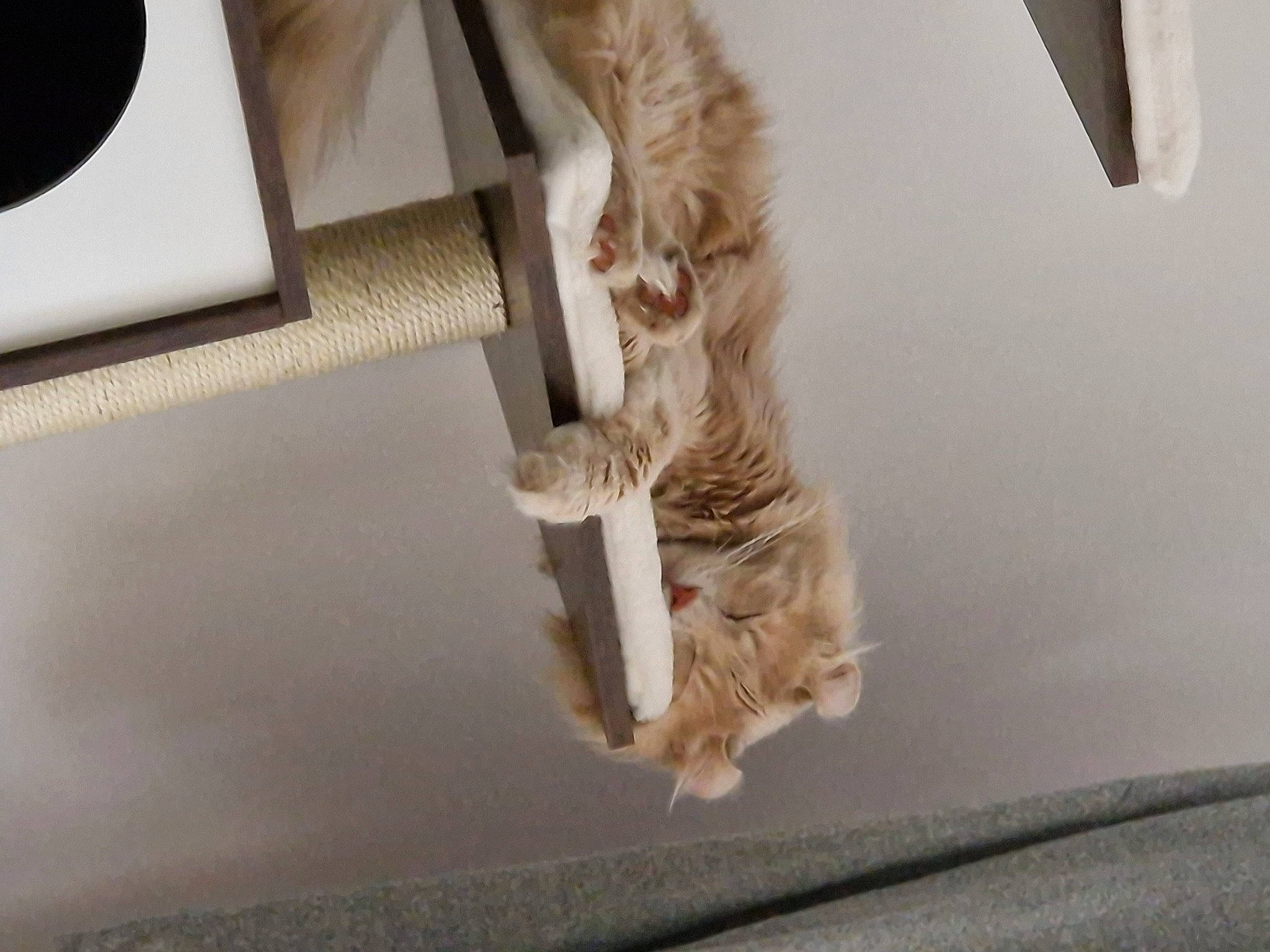 Asta participe au concours pour gagner de l'argent avec cette photo : carnivore, cat, claw, domestic_short_haired_cat, fawn, felidae, fur, grey, hardwood, mammal, paw, room, small_to_medium_sized_cats, tail, whiskers, wood