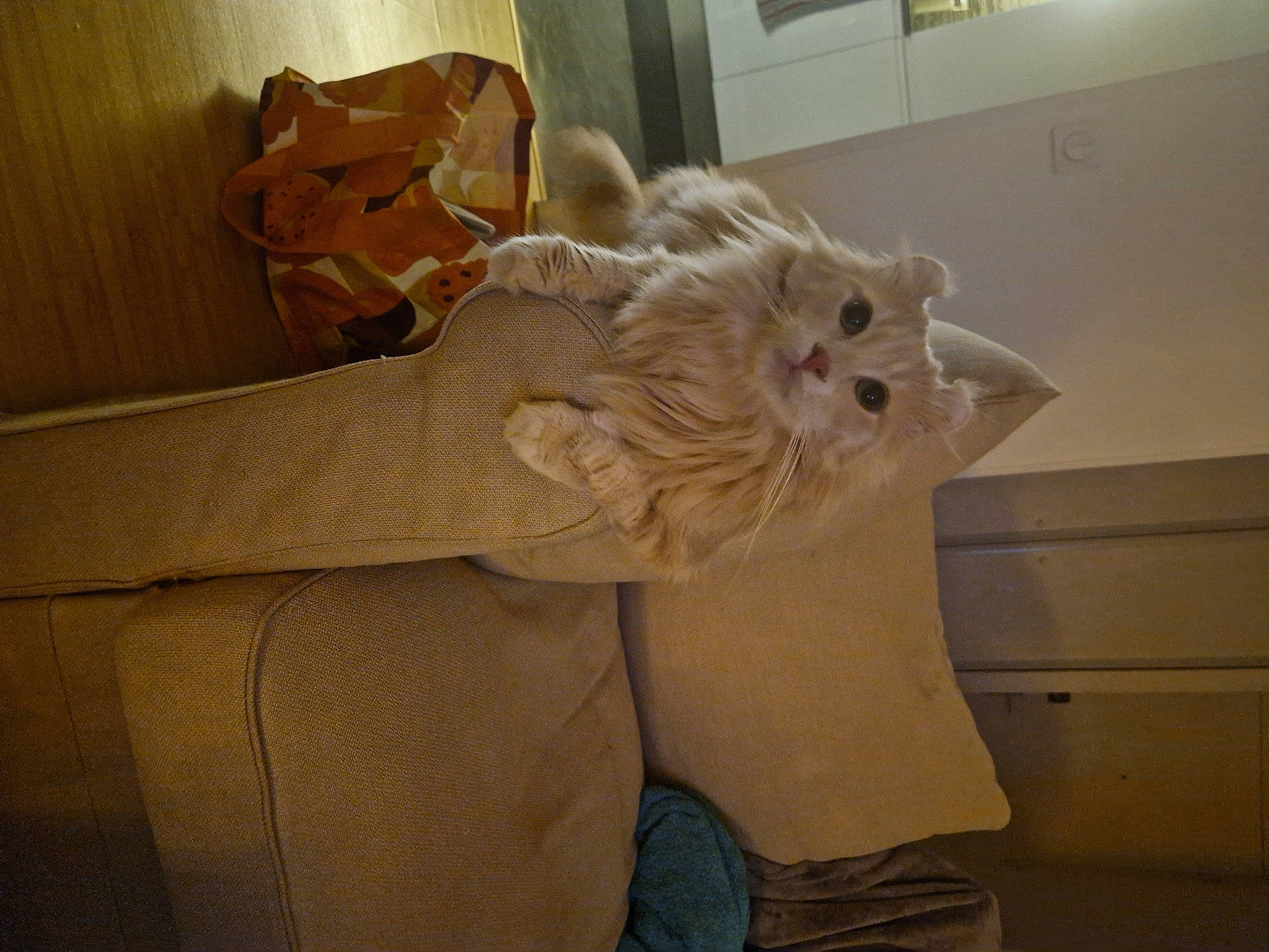 Asta a rejoint le concours — aidez-le/la à gagner de superbes lots ! carnivore, cat, comfort, companion_dog, domestic_short_haired_cat, fawn, felidae, flooring, fur, hardwood, paw, peach, room, small_to_medium_sized_cats, stuffed_toy, tail, whiskers, window, wood