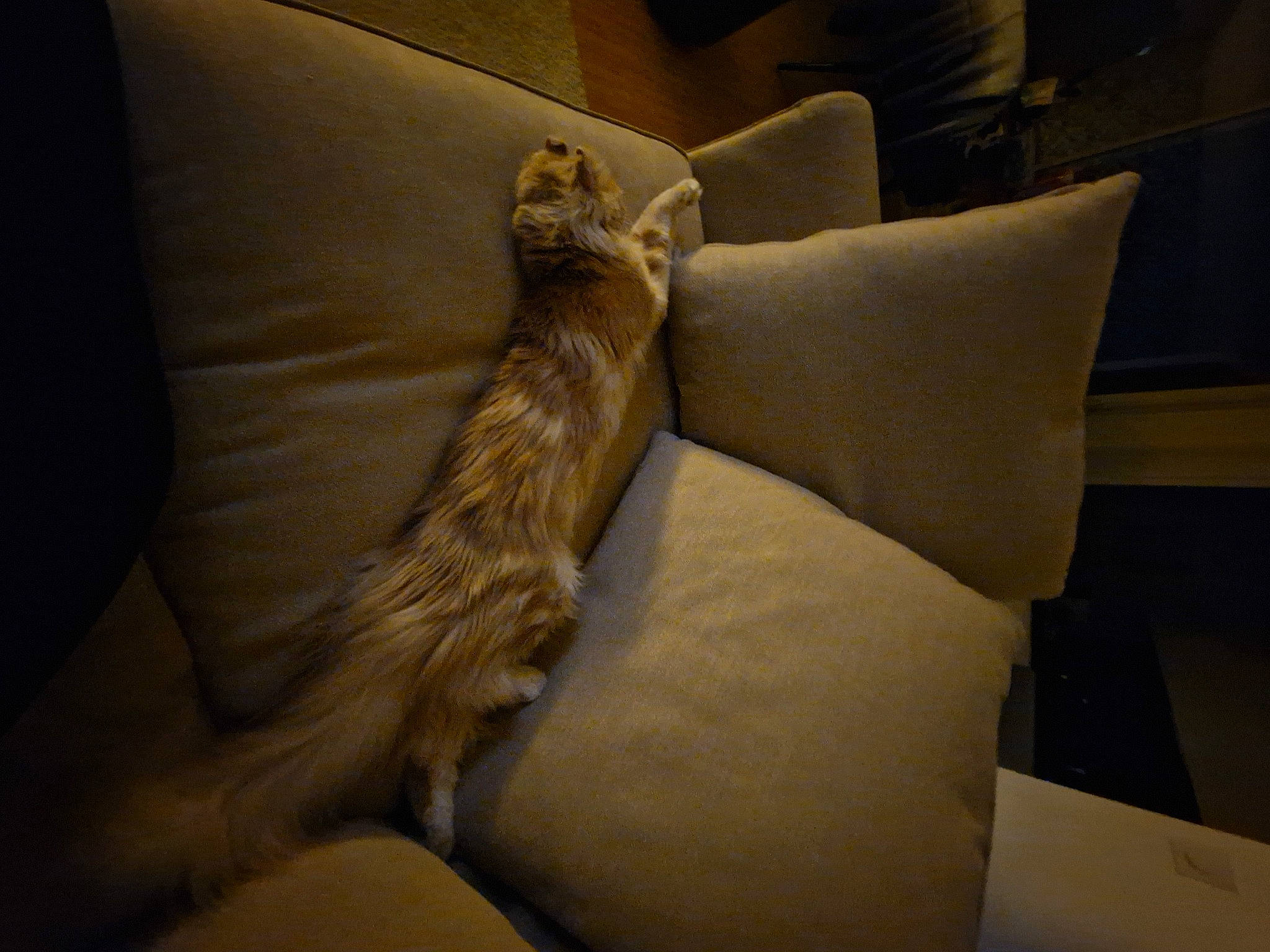 Asta a rejoint le concours — aidez-le/la à gagner de superbes lots ! bed, bedding, carnivore, cat, comfort, companion_dog, couch, duvet, fawn, felidae, flooring, fur, hardwood, linens, pillow, small_to_medium_sized_cats, studio_couch, throw_pillow, whiskers, wood