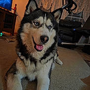 Kush joined the competition — help win amazing prizes! dog, husky, blue_eyes, pet, indoor, carpet, living_room, furniture, television, exercise_equipment, curtains, smiling, canine, animal, mammal, domestic, companion, happy, relaxed, home