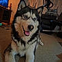 dog, husky, blue_eyes, pet, indoor, carpet, living_room, furniture, television, exercise_equipment, curtains, smiling, canine, animal, mammal, domestic, companion, happy, relaxed, home