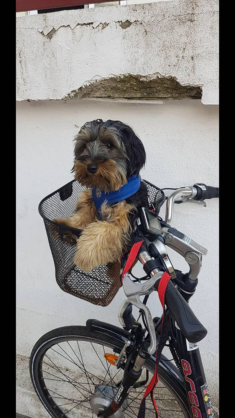Capone participe au concours pour gagner de l'argent avec cette photo : automotive_tire, bicycle, bicycle_accessory, bicycle_basket, bicycle_fork, bicycle_frame, bicycle_handlebar, bicycle_part, bicycle_saddle, bicycle_tire, bicycle_wheel, bicycles_equipment_and_supplies, carnivore, companion_dog, cycling, dog, dog_supply, motor_vehicle, tire, wheel