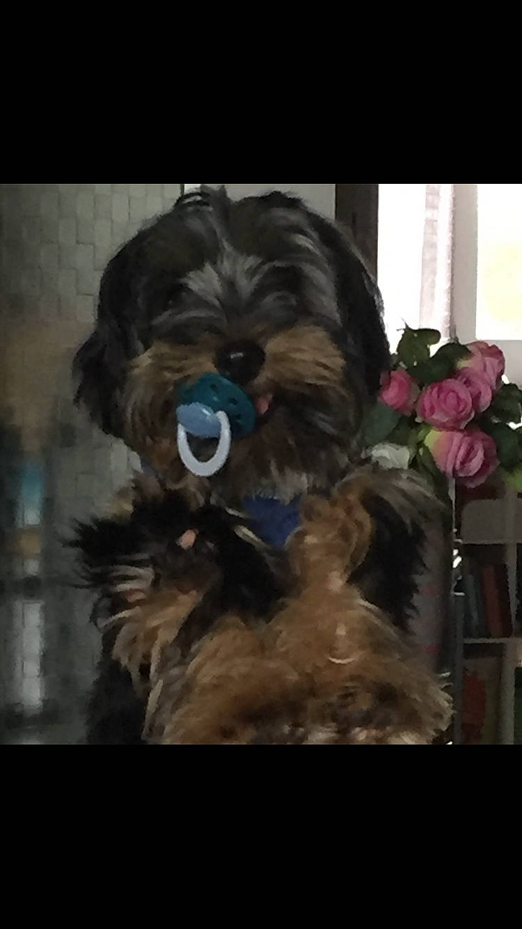 Capone a rejoint le concours — aidez-le/la à gagner de superbes lots ! ancient_dog_breeds, canidae, carnivore, companion_dog, dog, dog_breed, fictional_character, font, fur, giant_dog_breed, liver, non_sporting_group, petal, shih_tzu, small_terrier, snout, sporting_group, terrier, toy_dog, working_animal