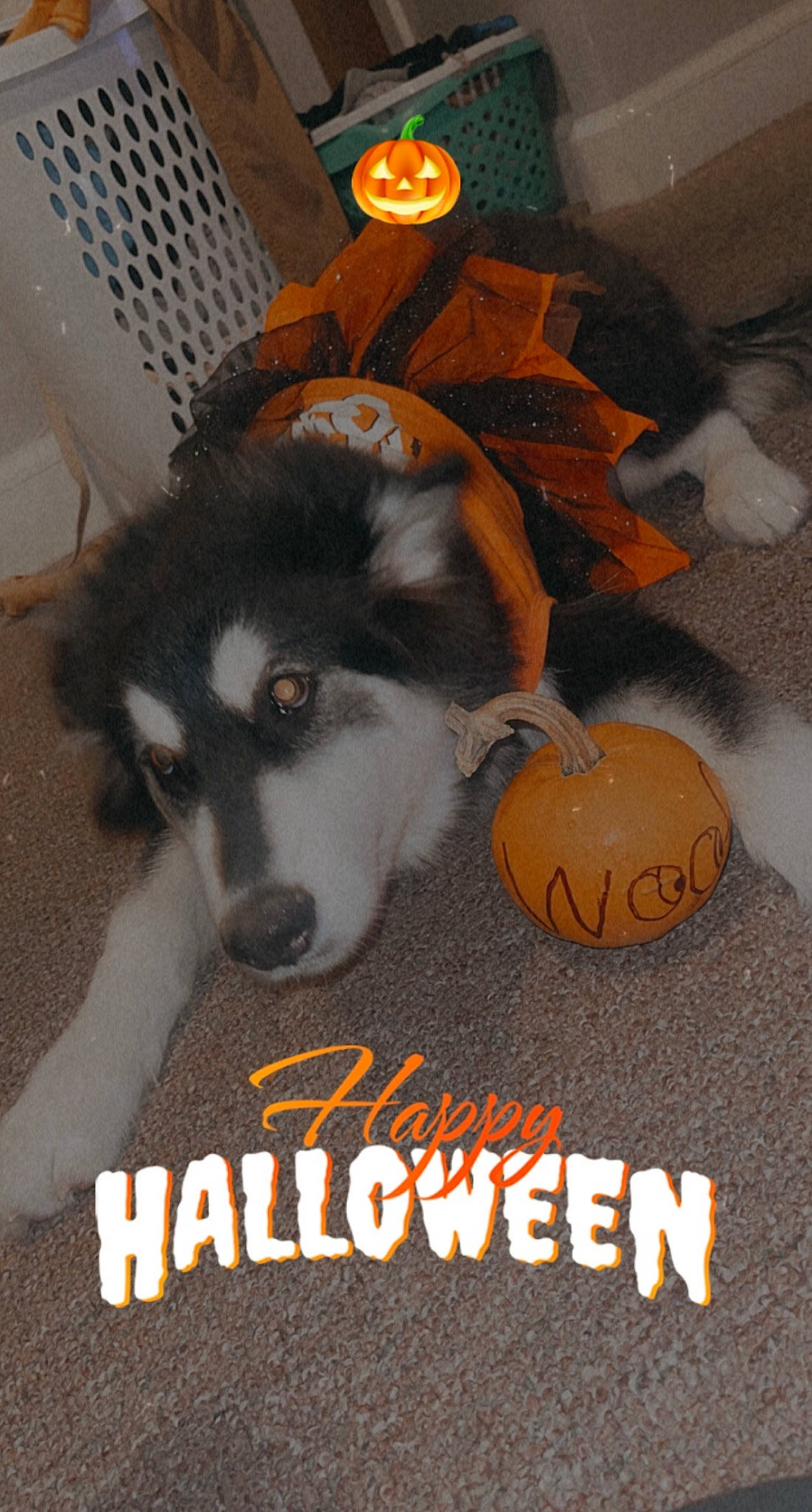 Nova joined the competition — help win amazing prizes! calabaza, carnivore, companion_dog, dog, dog_breed, dog_supply, font, fur, gourd, logo, pet_supply, photo_caption, pumpkin, toy_dog, trick_or_treat, winter_squash, working_animal, working_dog