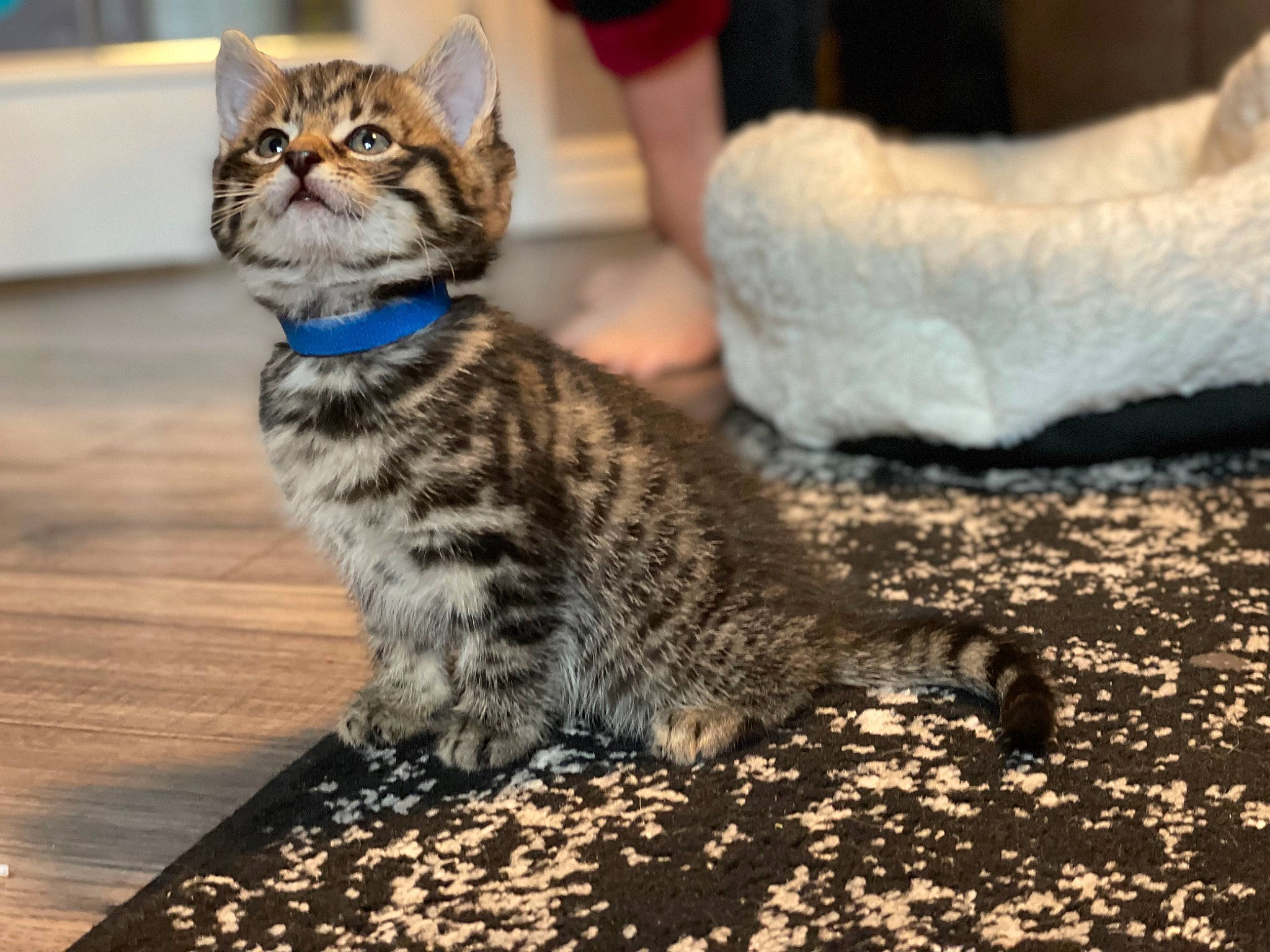 Apollo is registered to the contest to win money with this photo: carnivore, cat, claw, domestic_short_haired_cat, felidae, flooring, foot, fur, human_leg, paw, road_surface, sitting, small_to_medium_sized_cats, snout, soil, tail, terrestrial_animal, whiskers, wildlife, wood