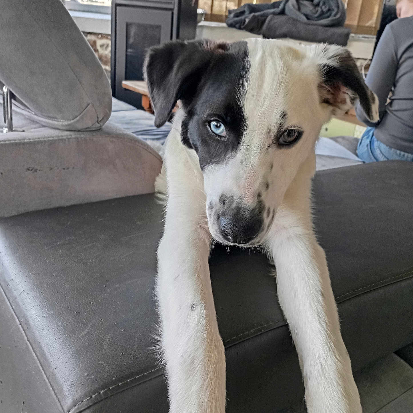 Meiko participe au concours pour gagner de l'argent avec cette photo : animal, architecture, building, canine, chair, couch, cushion, dog, furniture, greatdane, head, homedecor, hound, indoors, labradorretriever, livingroom, person, pet, pointer, puppy