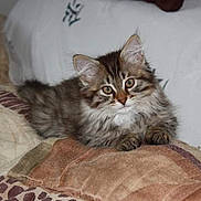 Peeway participe au concours pour gagner de l'argent avec cette photo : animal, blanket, cat, cozy, cute, eyes, feline, fluffy, fur, indoors, kitten, looking, paws, pet, portrait, resting, soft, tabby, whiskers, young