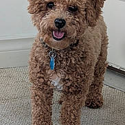Freddy is registered to the contest to win money with this photo: animal, brown_dog, canine, carpet, collar, companion, curly_coat, curly_fur, cute, dog, domestic, friendly, fur, happy, indoor, pet, smiling, standing, tag, tongue_out