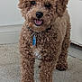 animal, brown_dog, canine, carpet, collar, companion, curly_coat, curly_fur, cute, dog, domestic, friendly, fur, happy, indoor, pet, smiling, standing, tag, tongue_out