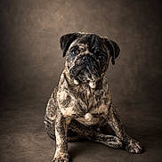 Maurice participe au concours pour gagner de l'argent avec cette photo : animal, background, brindle, brown, canine, cute, dog, domestic, ears, expression, face, fur, looking, mammal, paw, pet, portrait, pug, sitting, studio