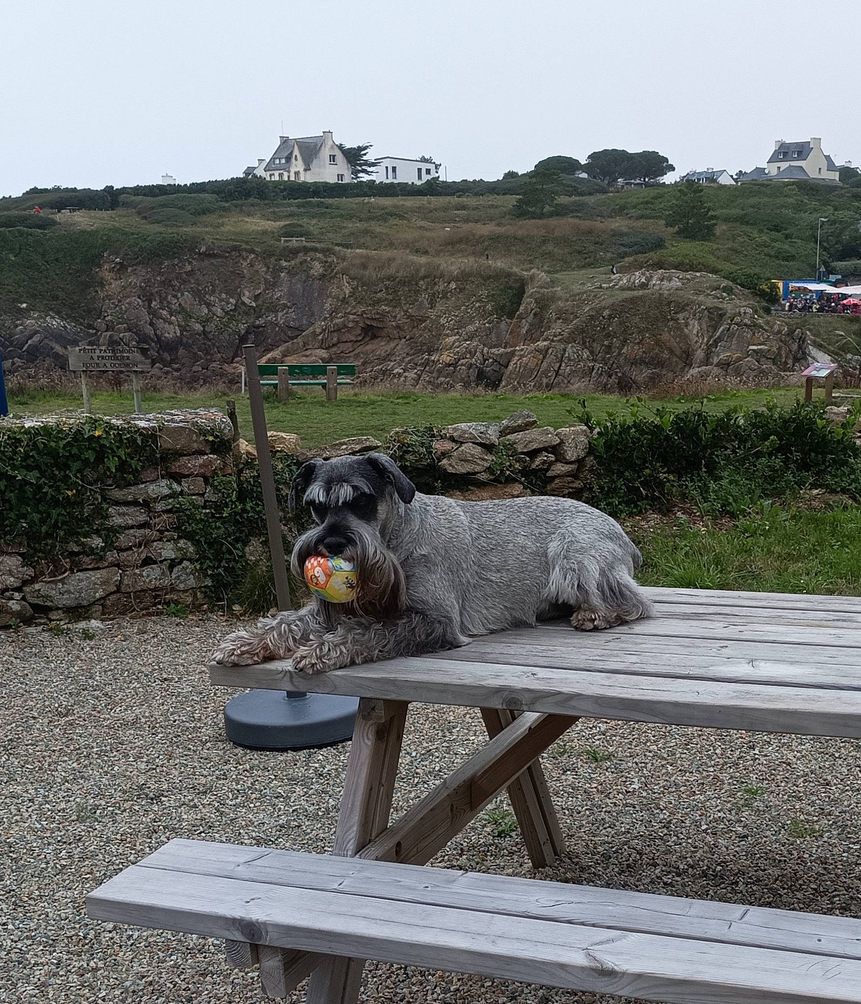 Marius a rejoint le concours — aidez-le/la à gagner de superbes lots ! art, canidae, carnivore, companion_dog, dog, dog_breed, fawn, grass, landscape, outdoor_bench, outdoor_furniture, plant, rock, sculpture, sitting, sky, soil, sporting_group, tree, working_animal