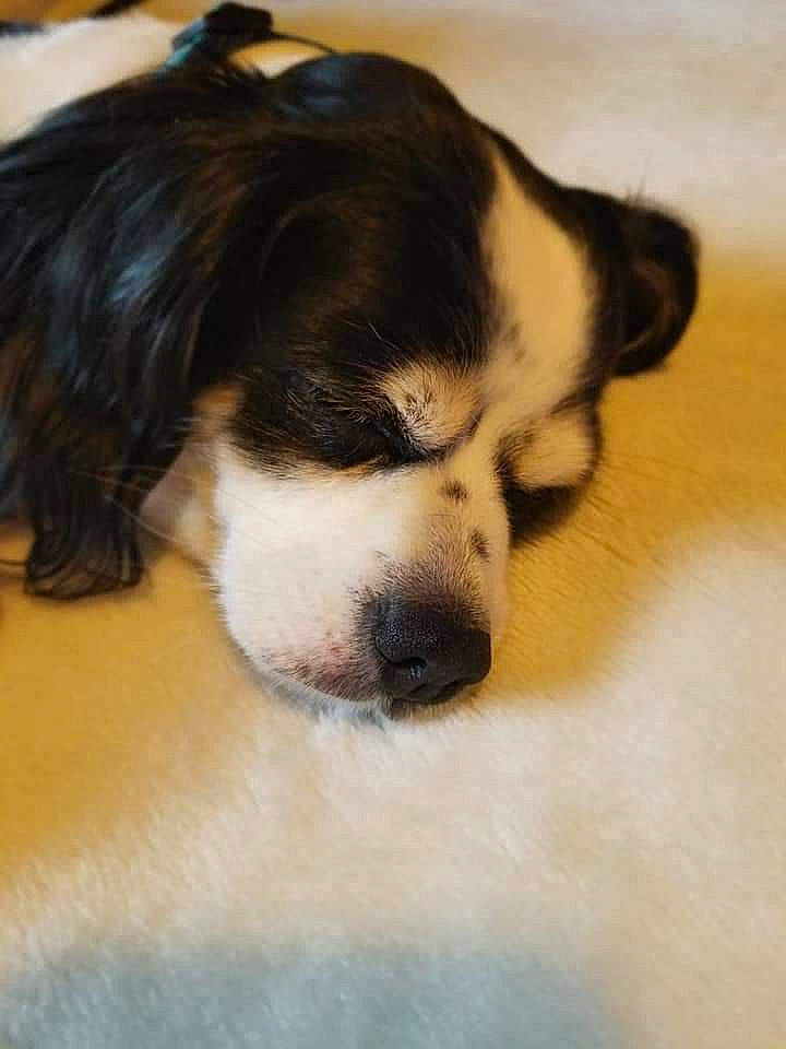 Panda Bear joined the competition — help win amazing prizes! bored, carnivore, companion_dog, dog, dog_breed, fur, snout, terrestrial_animal, whiskers, working_animal, working_dog