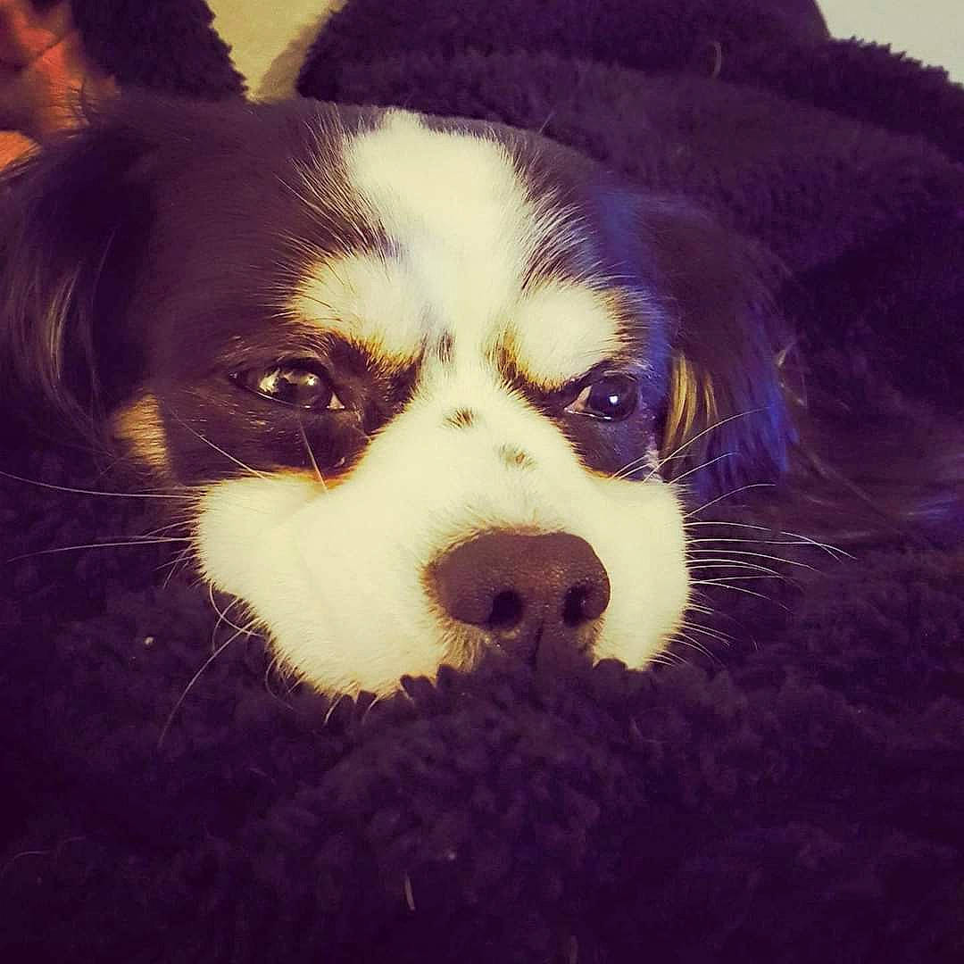 Panda Bear joined the competition — help win amazing prizes! art, border_collie, bored, canidae, carnivore, companion_dog, dog, dog_breed, fur, herding_dog, love, puppy, puppy_love, snout, sporting_group, terrestrial_animal, tints_and_shades, whiskers, working_animal, working_dog