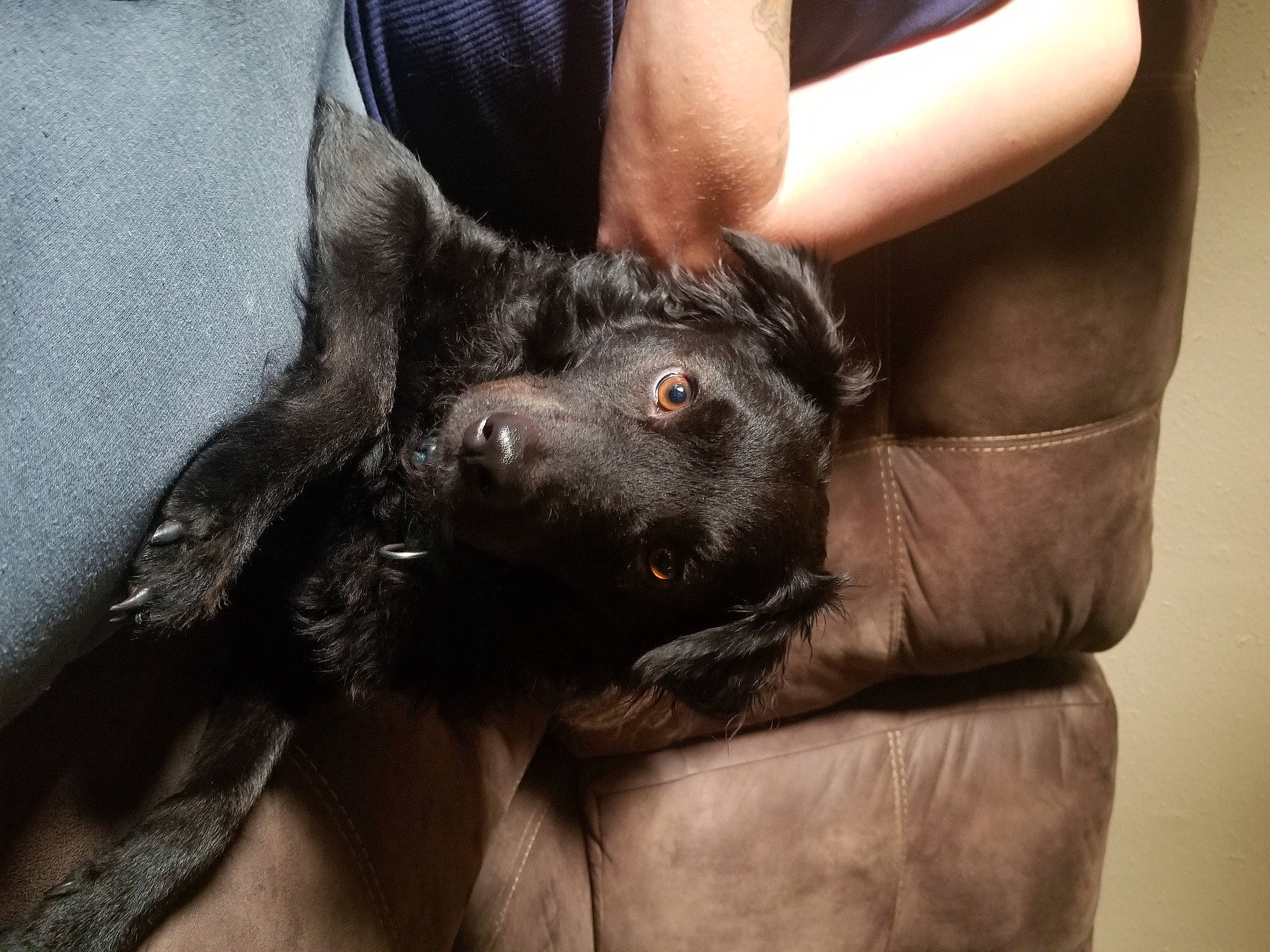 Chance is registered to the contest to win money with this photo: canidae, carnivore, claw, comfort, companion_dog, dog, dog_breed, ear, fawn, finger, fur, gesture, hand, human_leg, nail, snout, sporting_group, thigh, whiskers, working_animal