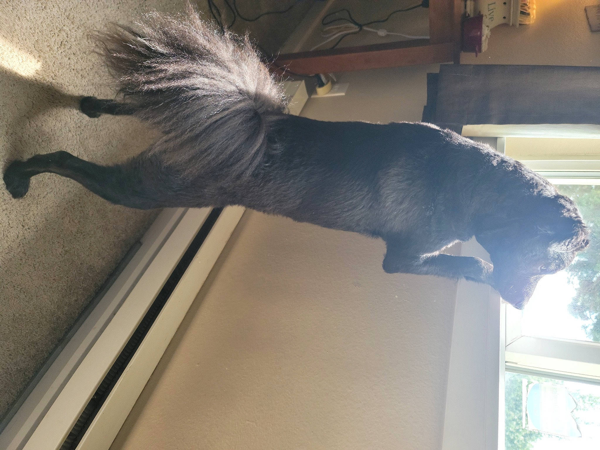 Chance joined the competition — help win amazing prizes! ceiling, daylighting, feather, felidae, flooring, fur, human_leg, metal, room, shade, shadow, small_to_medium_sized_cats, tail, tints_and_shades, window, wing, wood