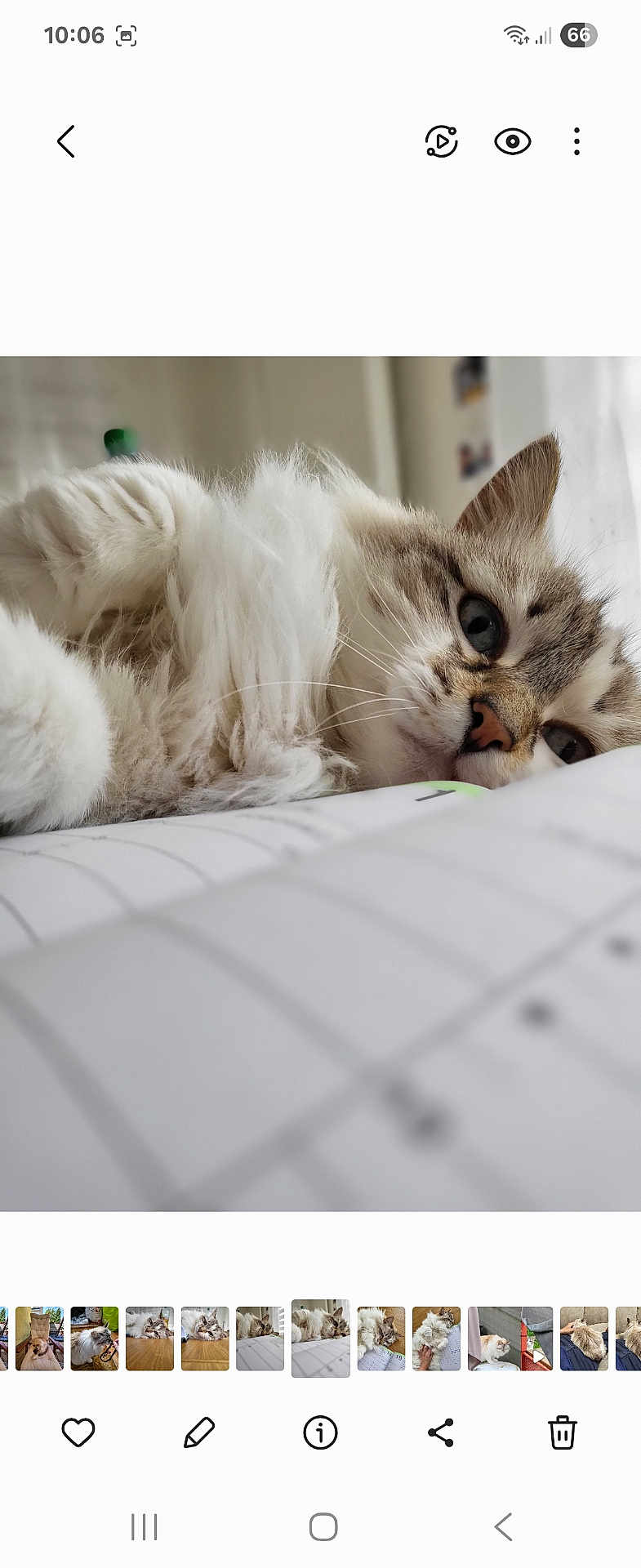 Wallis a rejoint le concours — aidez-le/la à gagner de superbes lots ! cat, fluffy, close_up, blue_eyes, relaxed, whiskers, indoor, soft_fur, lying_down, pet, feline, cozy, cute, resting, portrait, animal, domestic_cat, sleepy, cute_pet, fur
