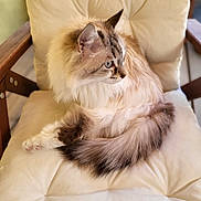 Wallis a rejoint le concours — aidez-le/la à gagner de superbes lots ! cat, fluffy, blue_eyes, chair, cushion, indoor, pet, feline, relaxed, seated, long_hair, domestic_animal, whiskers, tail, ear, fur, comfort, animal, cute, side_view