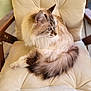 cat, fluffy, blue_eyes, chair, cushion, indoor, pet, feline, relaxed, seated, long_hair, domestic_animal, whiskers, tail, ear, fur, comfort, animal, cute, side_view