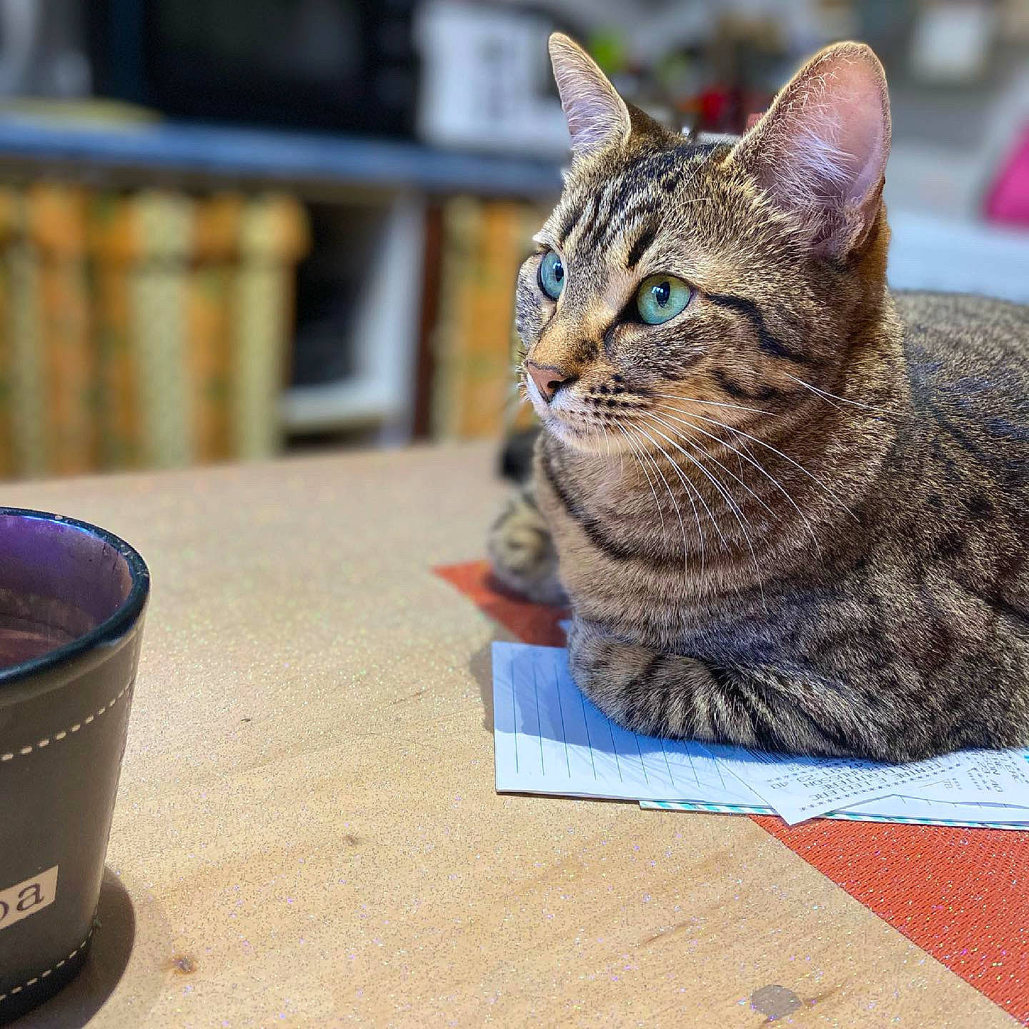 Rock participe au concours pour gagner de l'argent avec cette photo : art, audio_equipment, carnivore, cat, cup, desk, domestic_short_haired_cat, drink, drinkware, event, eyewear, felidae, fur, sitting, small_to_medium_sized_cats, snout, table, terrestrial_animal, whiskers, wildlife