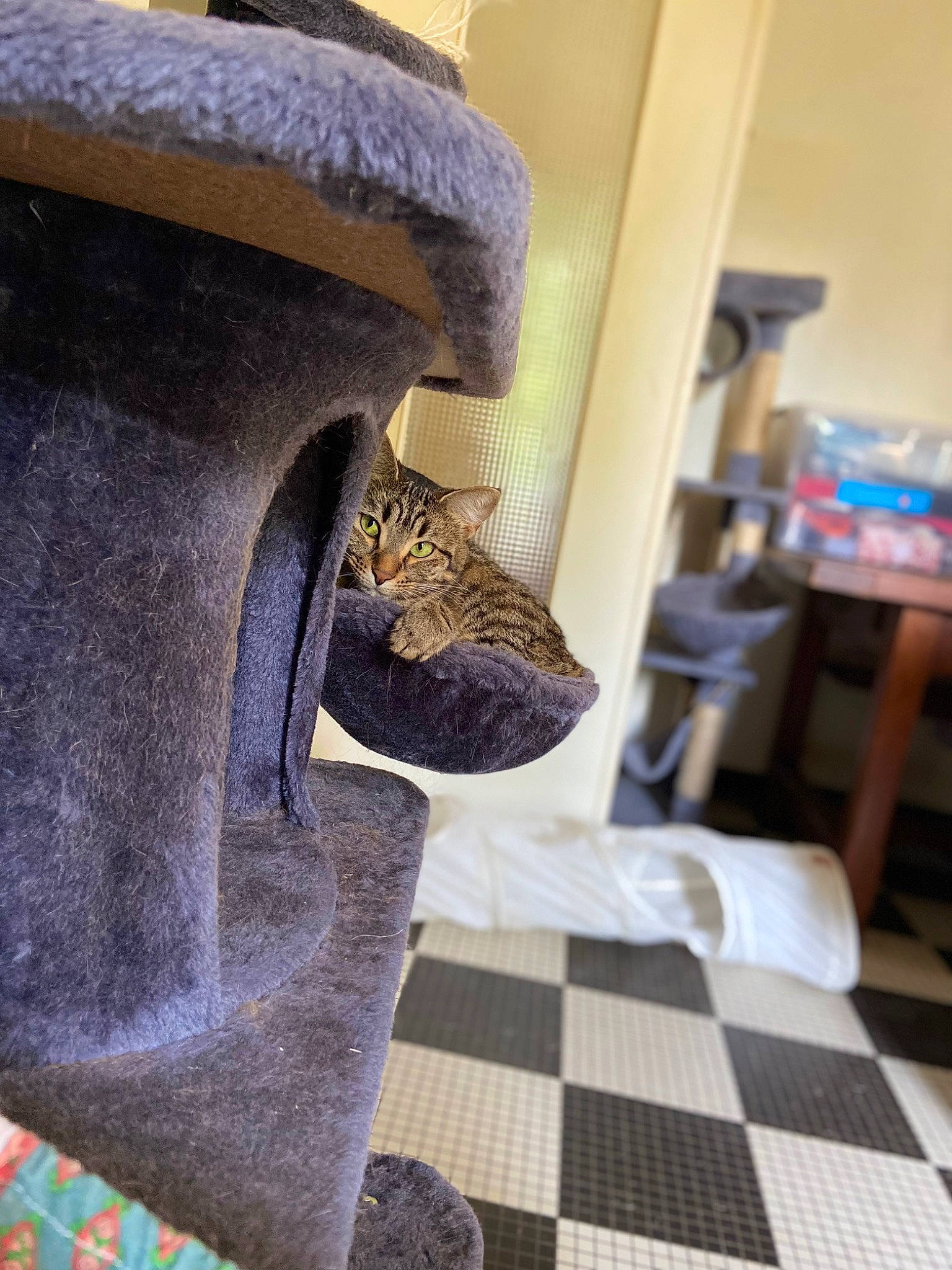 Rock a rejoint le concours — aidez-le/la à gagner de superbes lots ! carpet, chair, comfort, felidae, floor, flooring, fur, furniture, grey, hardwood, house, human_leg, linens, living_room, pattern, room, sculpture, tree, wood, wool