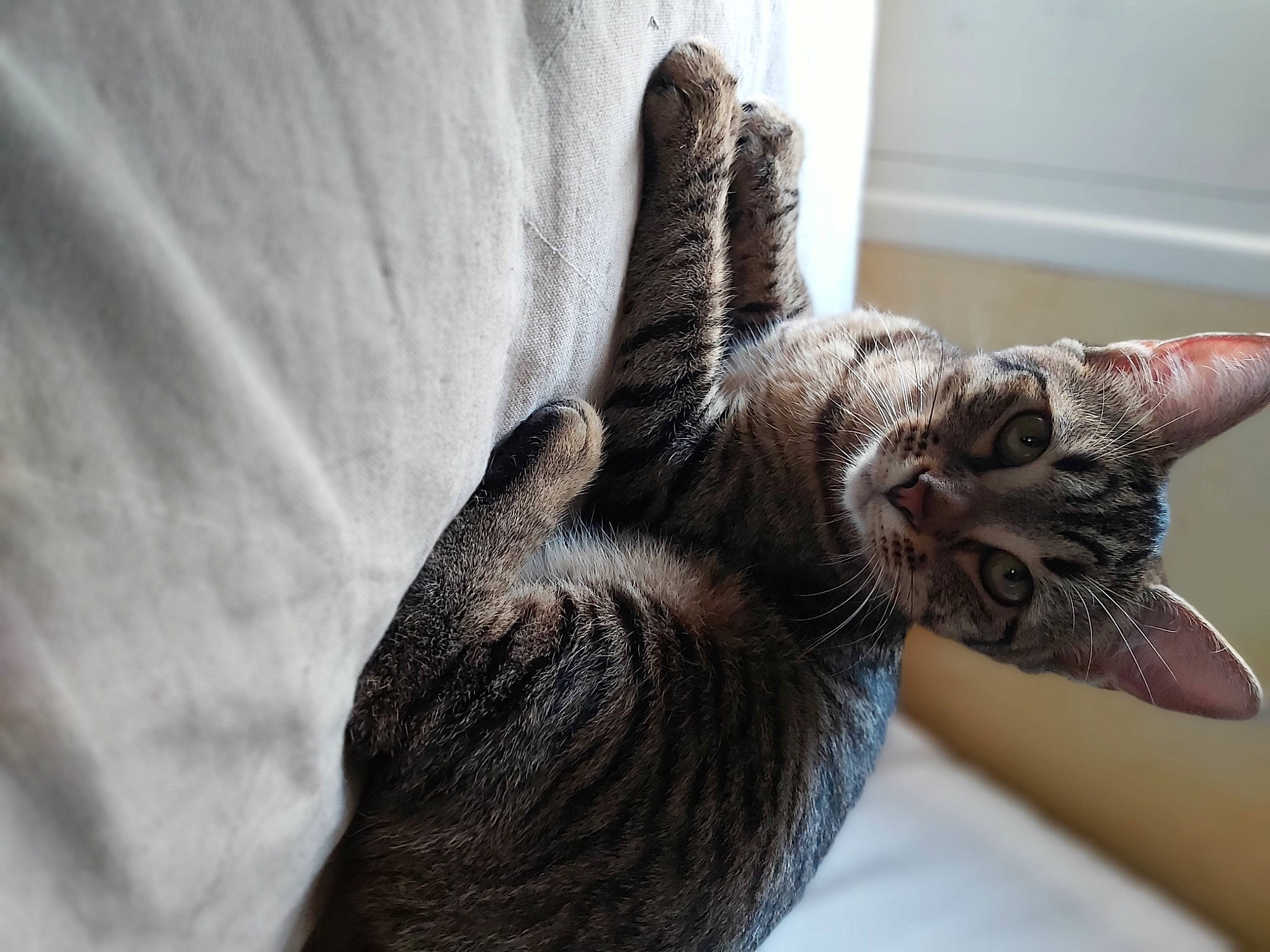 Rock a rejoint le concours — aidez-le/la à gagner de superbes lots ! carnivore, cat, claw, comfort, domestic_short_haired_cat, ear, eye, felidae, fur, grey, paw, plant, small_to_medium_sized_cats, snout, tail, terrestrial_animal, tree, whiskers, window, wood