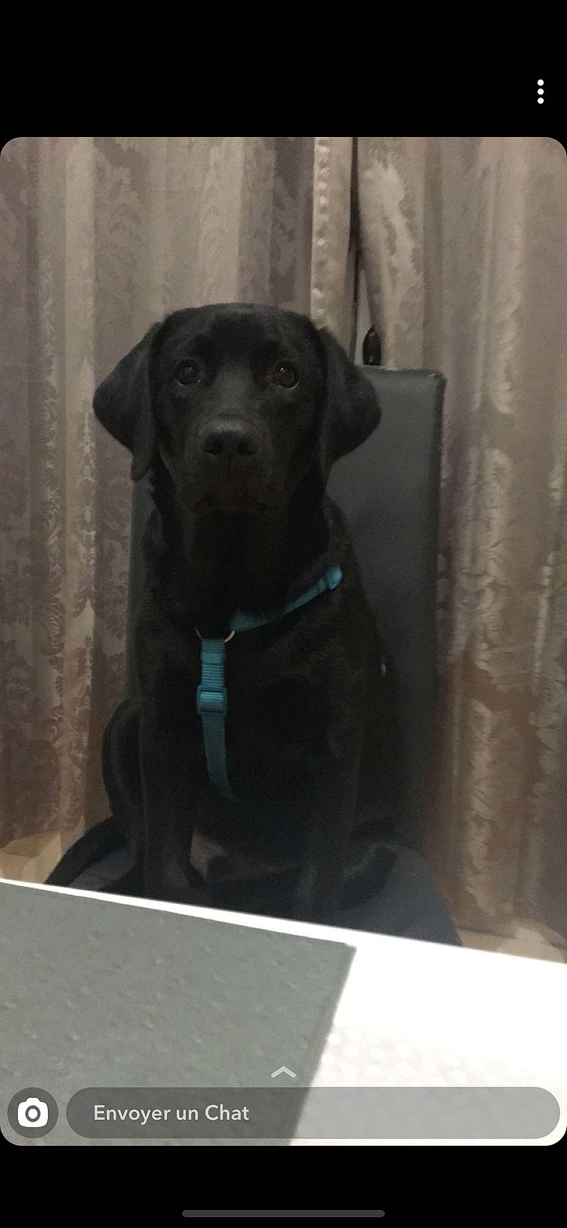 Paddle a rejoint le concours — aidez-le/la à gagner de superbes lots ! beagador, borador, canidae, carnivore, companion_dog, dog, dog_breed, labrador_retriever, mammal, patterdale_terrier, plott_hound, pointing_breed, puppy, retriever, snout, sporting_group, vertebrate