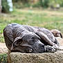 dog, gray_dog, lying_down, outdoor, stone_surface, resting, animal, pet, canine, nature, blurred_background, peaceful, thoughtful, closeup, muzzle, ears, paw, side_view, relaxed, daytime