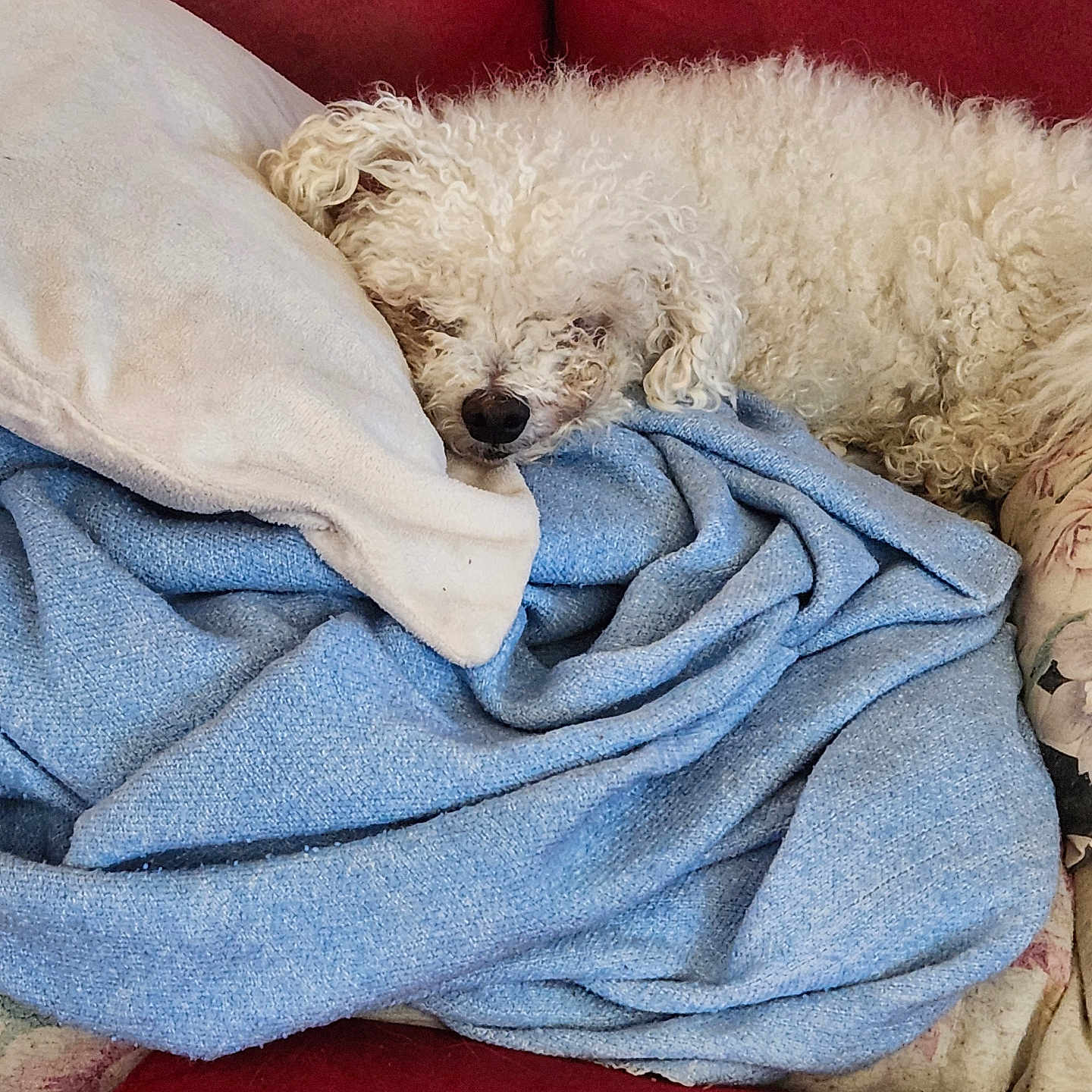 Napoleon joined the competition — help win amazing prizes! animal, blanket, canine, clothing, couch, cushion, dog, furniture, homedecor, jeans, linen, pants, person, pet, poodle, puppy, quilt, sleeping, terrier, towel