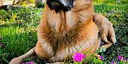 Lucky a rejoint le concours — aidez-le/la à gagner de superbes lots ! dog, outdoor, grass, flowers, nature, sunlight, garden, pet, canine, animal, greenery, relaxed, summer, daytime, mammal, ear, snout, fur, lying_down, plant
