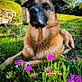 dog, outdoor, grass, flowers, nature, sunlight, garden, pet, canine, animal, greenery, relaxed, summer, daytime, mammal, ear, snout, fur, lying_down, plant