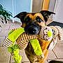 dog, toy, plush_toy, indoor, tile_floor, ears, brown_fur, black_nose, plant, door, pet, animal, cute, looking_at_camera, playful, front_paws, living_room, houseplant, domestic, pet_toy