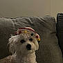 dog, white_dog, small_dog, fluffy, hat, pom_poms, indoor, couch, furniture, pet, cute, curious, portrait, animal, companion, cozy, living_room, domestic, fur, sitting