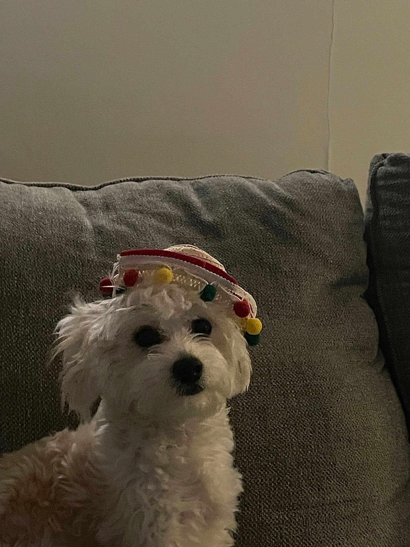 Canelo