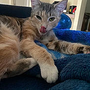 Angel is registered to the contest to win money with this photo: cat, kitten, pet, animal, furry, fluffy, gray_cat, cream_fur, green_eyes, pink_nose, whiskers, licking, relaxed, sleepy, lying_down, paws, blue_blanket, indoor, portrait, cute