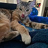 cat, kitten, pet, animal, furry, fluffy, gray_cat, cream_fur, green_eyes, pink_nose, whiskers, licking, relaxed, sleepy, lying_down, paws, blue_blanket, indoor, portrait, cute