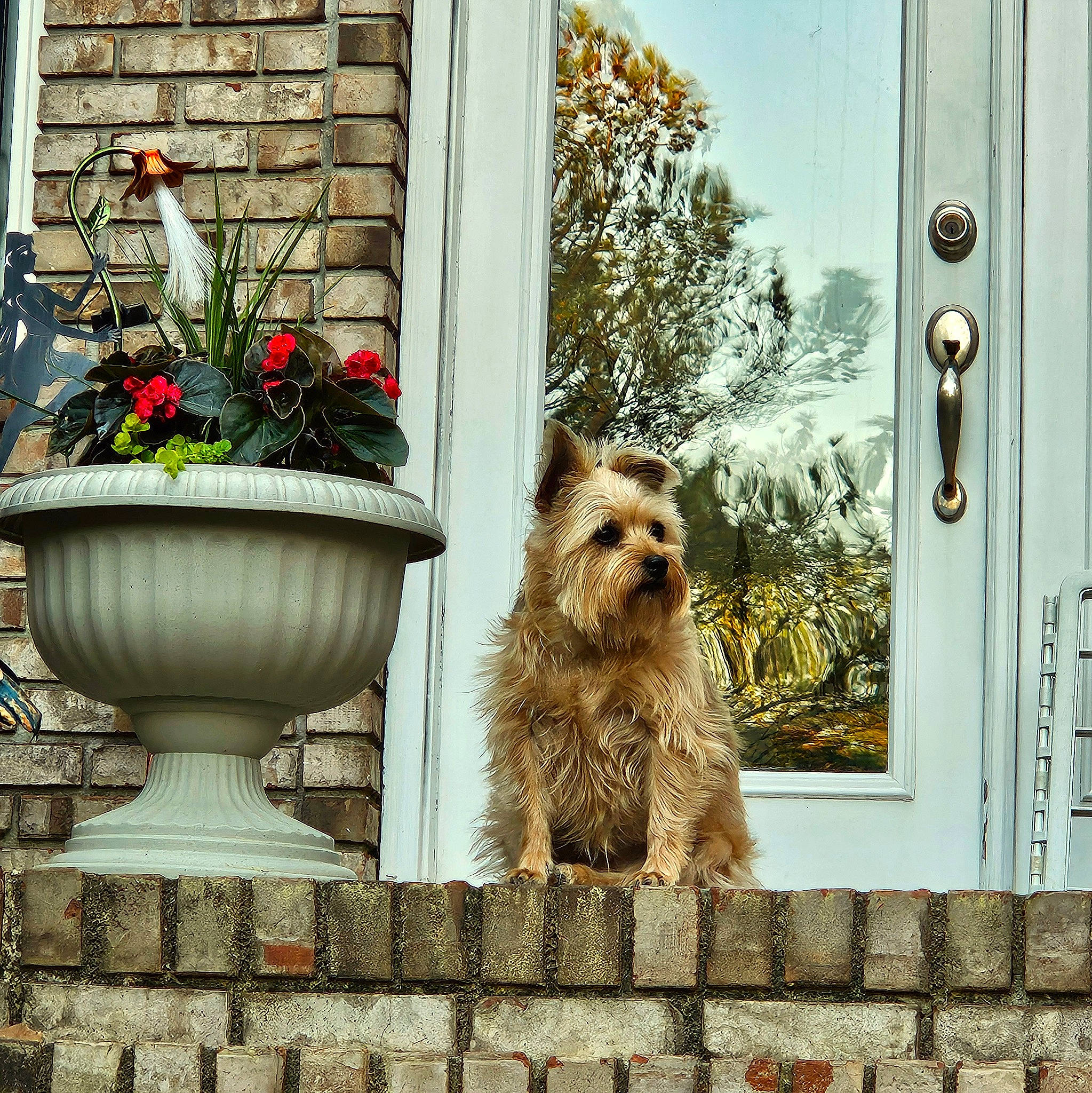 Trixie joined the competition — help win amazing prizes! carnivore, companion_dog, dog, dog_breed, door, fawn, felidae, flower, flowerpot, home, house, houseplant, interior_design, plant, rectangle, small_to_medium_sized_cats, snout, tree, window, wood