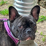 Choupette a rejoint le concours — aidez-le/la à gagner de superbes lots ! dog, french_bulldog, canine, pet, outdoor, harness, purple_harness, grass, dirt, metal_post, close_up, animal, brown_eyes, short_hair, ears_up, snout, portrait, looking_back, daylight, nature