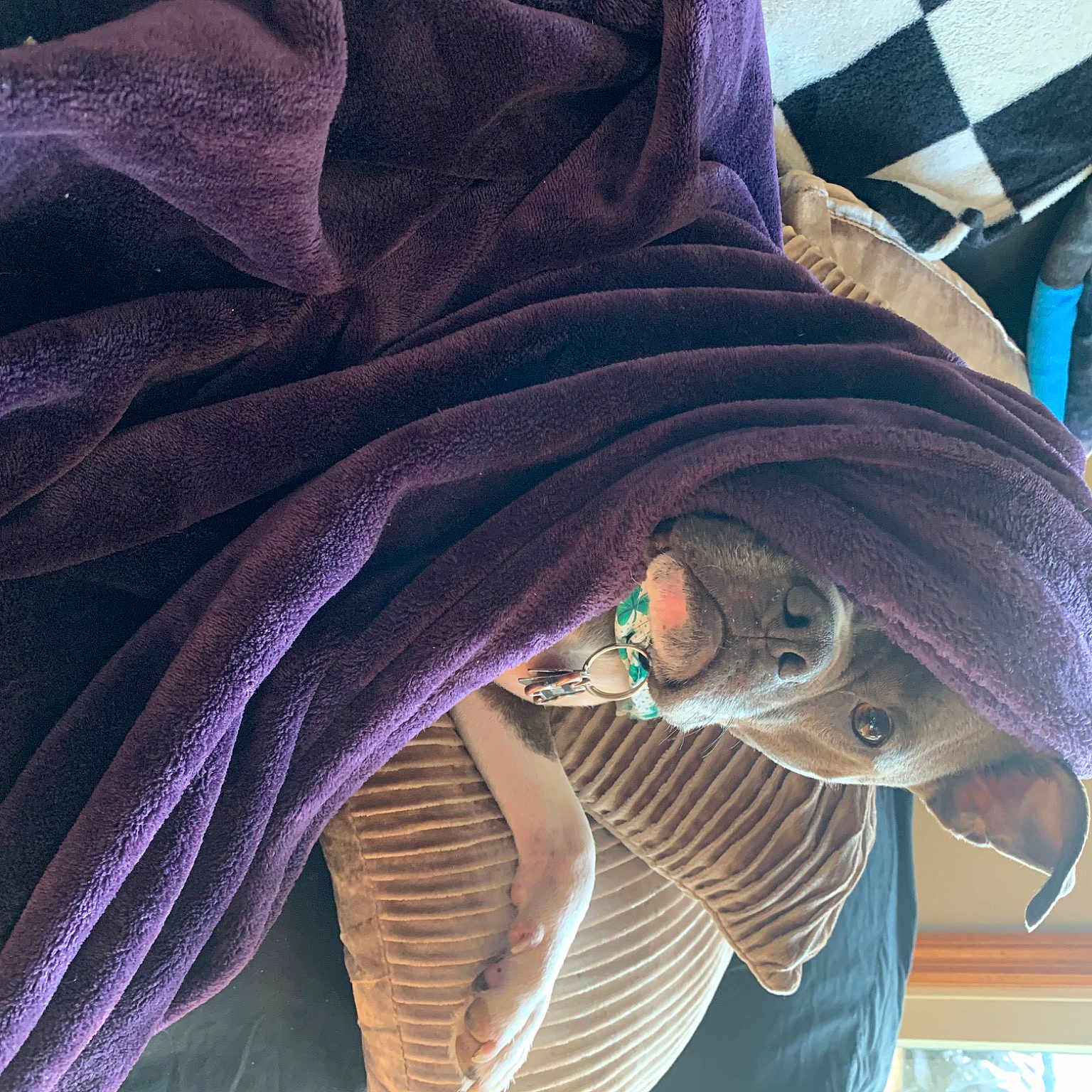 Rudy is registered to the contest to win money with this photo: comfort, denim, electric_blue, fashion_accessory, fashion_design, hat, headgear, magenta, outerwear, pattern, purple, scarf, shawl, sleeve, stole, street_fashion, sunglasses, textile, violet, wool