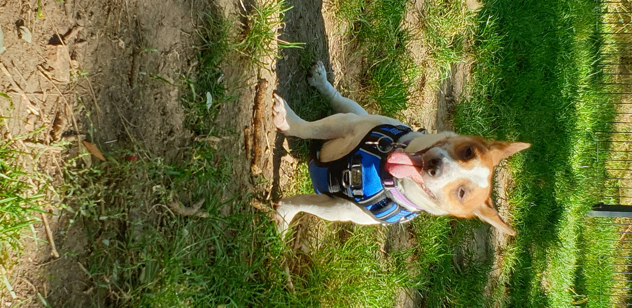 Snoopy participe au concours pour gagner de l'argent avec cette photo : adventure, canidae, carnivore, companion_dog, dog, dog_breed, dog_hiking, dog_supply, fawn, grass, people_in_nature, plant, recreation, sporting_group, tail, tree, wildlife, wood, working_animal, working_dog