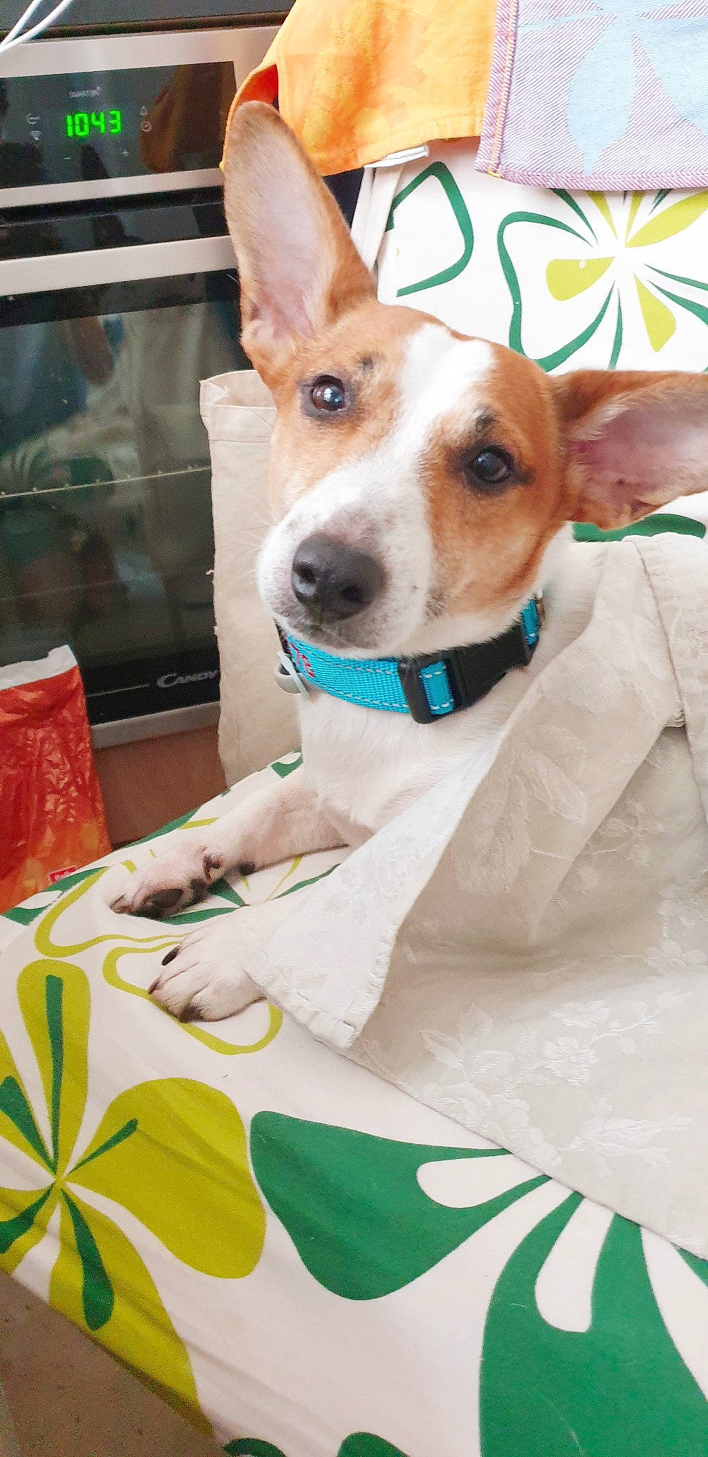 Snoopy a rejoint le concours — aidez-le/la à gagner de superbes lots ! canidae, carnivore, collar, companion_dog, dog, dog_breed, dog_collar, dog_supply, event, fawn, fur, green, jewellery, non_sporting_group, paw, photography, sporting_group, whiskers, white, window