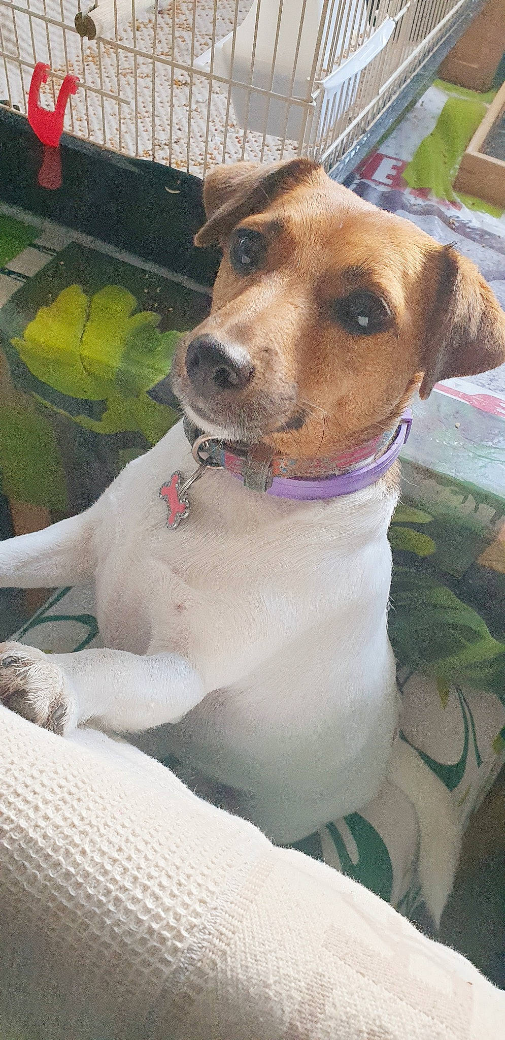 Noisette participe au concours pour gagner de l'argent avec cette photo : ancient_dog_breeds, canidae, carnivore, collar, companion_dog, dog, dog_breed, dog_collar, dog_supply, fawn, hunting_dog, pet_supply, snout, sporting_group, whiskers, working_animal