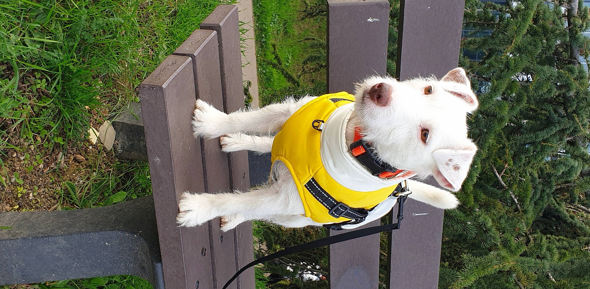 Rintintin a rejoint le concours — aidez-le/la à gagner de superbes lots ! canidae, carnivore, collar, companion_dog, dog, dog_breed, dog_collar, dog_supply, event, fawn, felidae, fur, grass, mascot, plant, snout, sporting_group, tail, tree, whiskers